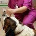 Tiovet - Clinica veterinara